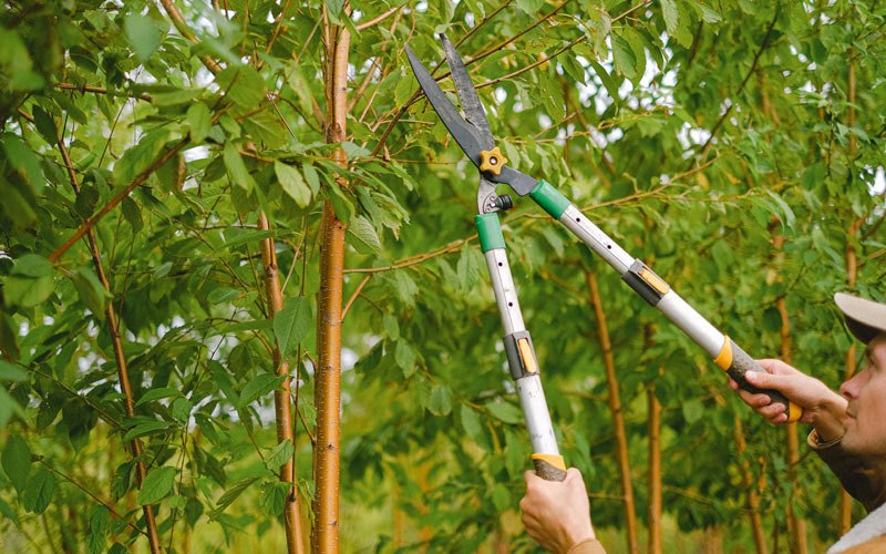 Tree trimming in Salvisa, KY